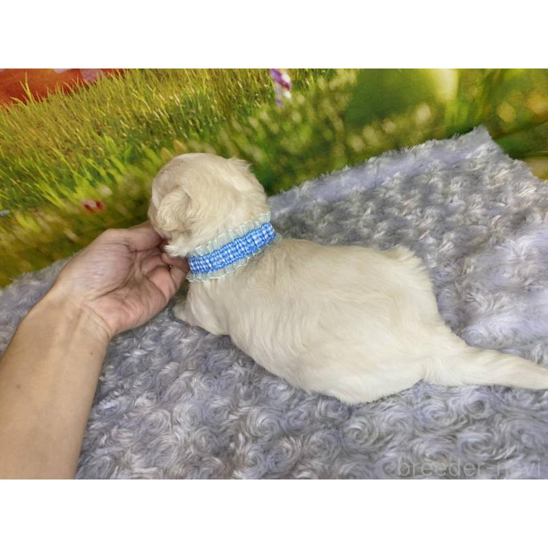 販売中の神奈川県のマルプー:マルチーズ×トイプードル-442212の5枚目