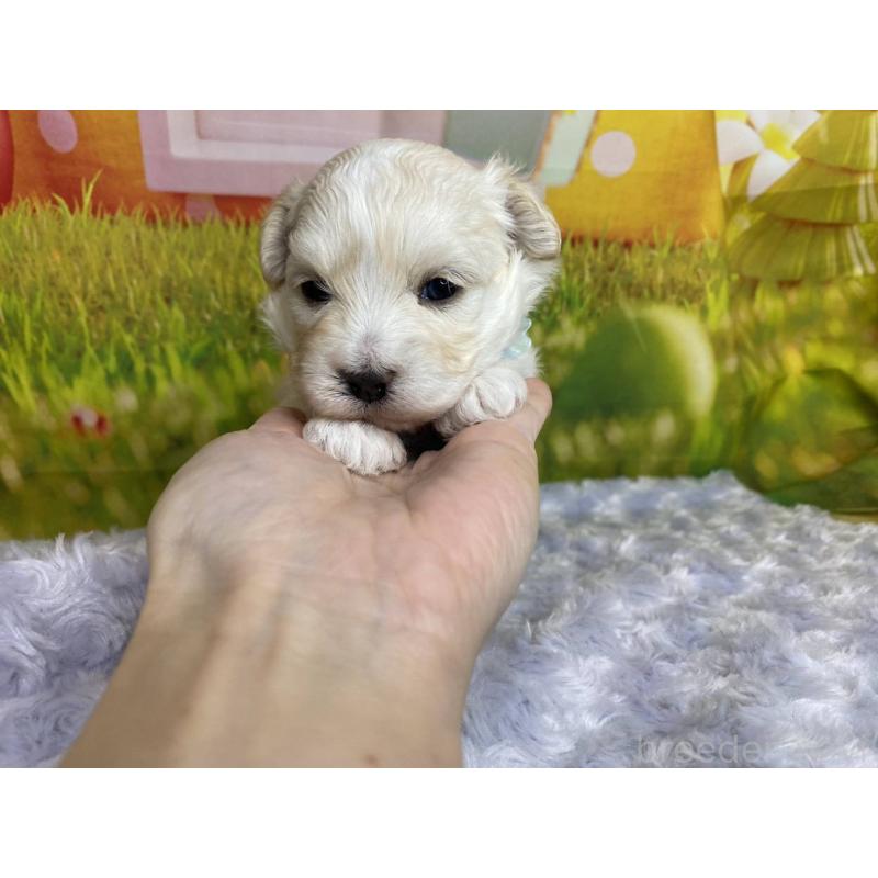 販売中の神奈川県のマルプー:マルチーズ×トイプードル-442212の4枚目