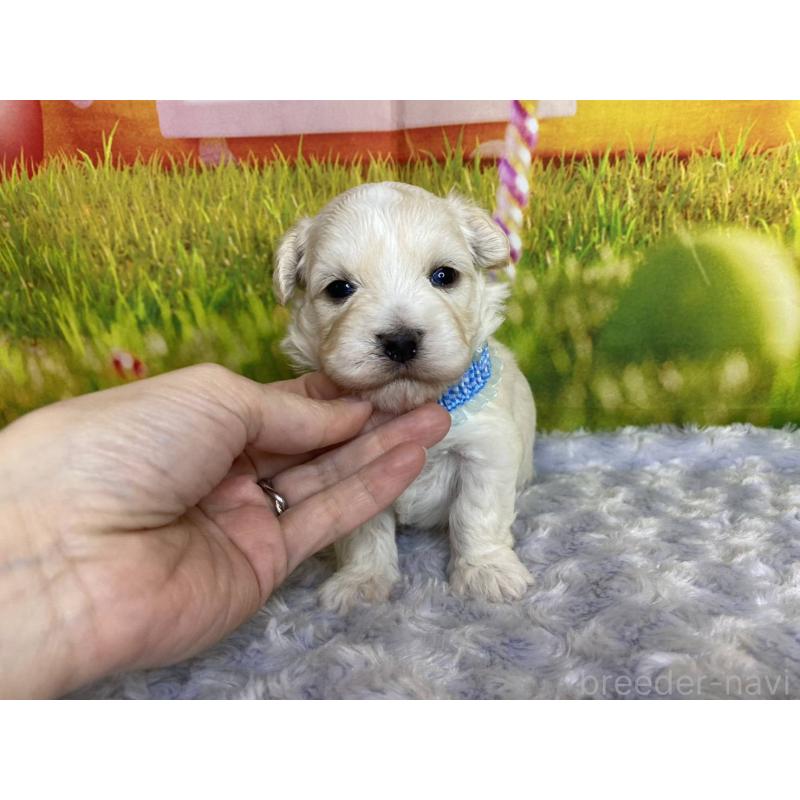 販売中の神奈川県のマルプー:マルチーズ×トイプードル-442212の3枚目