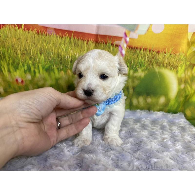 販売中の神奈川県のマルプー:マルチーズ×トイプードル-442212の2枚目