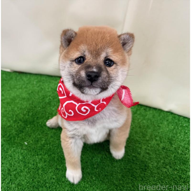 販売中の神奈川県の豆柴-442214の1枚目