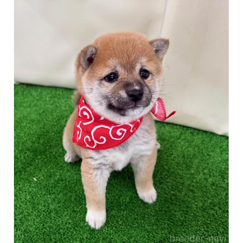 販売中の神奈川県の豆柴-442214の4枚目