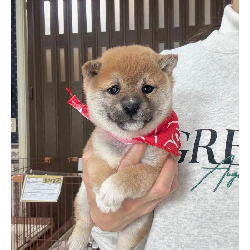 販売中の神奈川県の豆柴-442214の3枚目