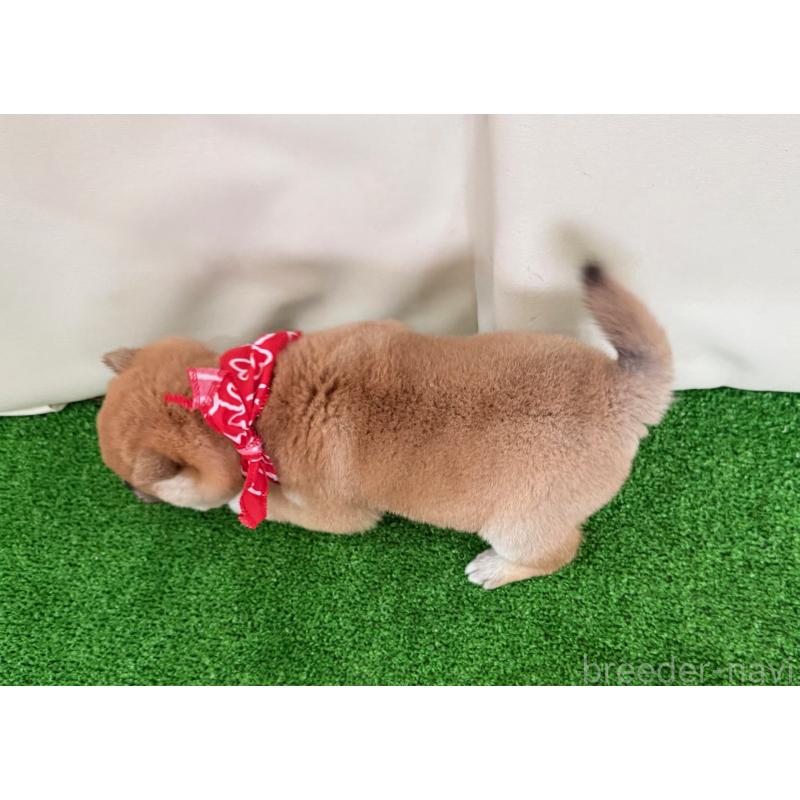 販売中の神奈川県の豆柴-442214の2枚目