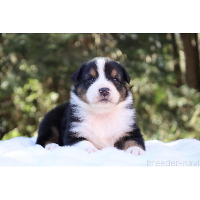 販売中の栃木県のオーストラリアンシェパード-442216の19枚目