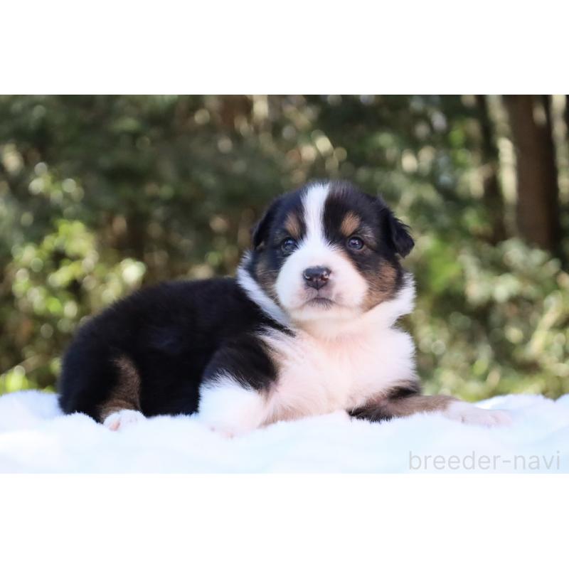 販売中の栃木県のオーストラリアンシェパード-442216の18枚目