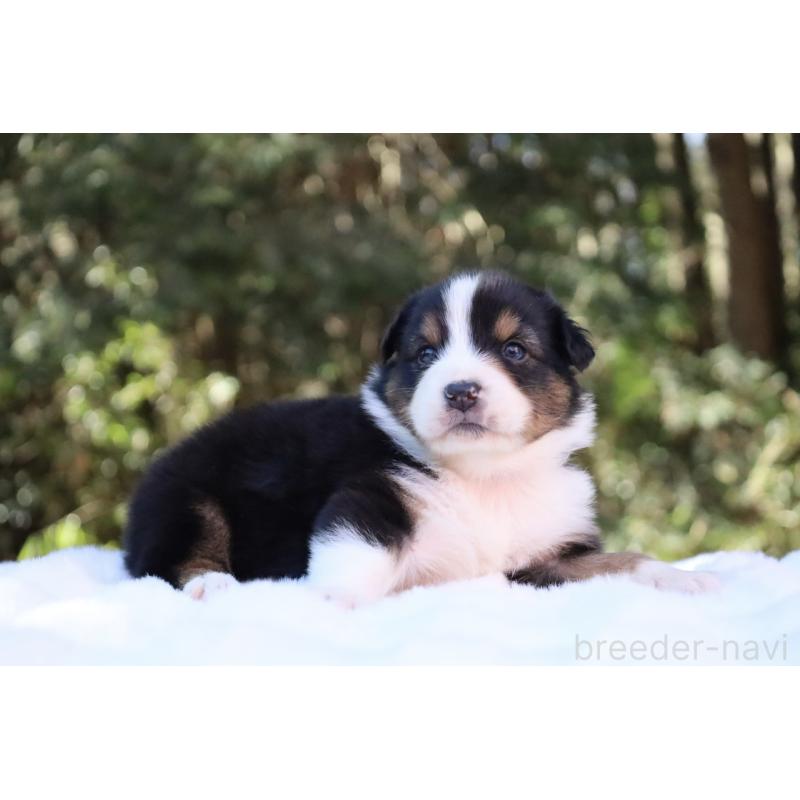 販売中の栃木県のオーストラリアンシェパード-442216の17枚目