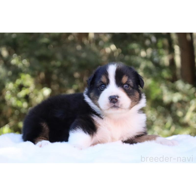 販売中の栃木県のオーストラリアンシェパード-442216の15枚目