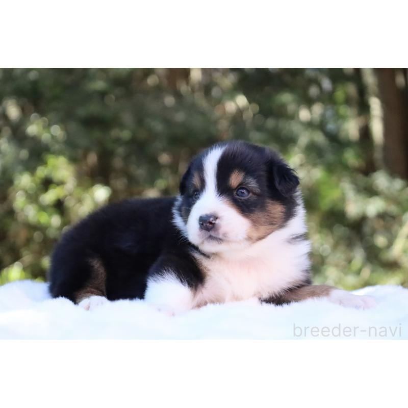 販売中の栃木県のオーストラリアンシェパード-442216の14枚目