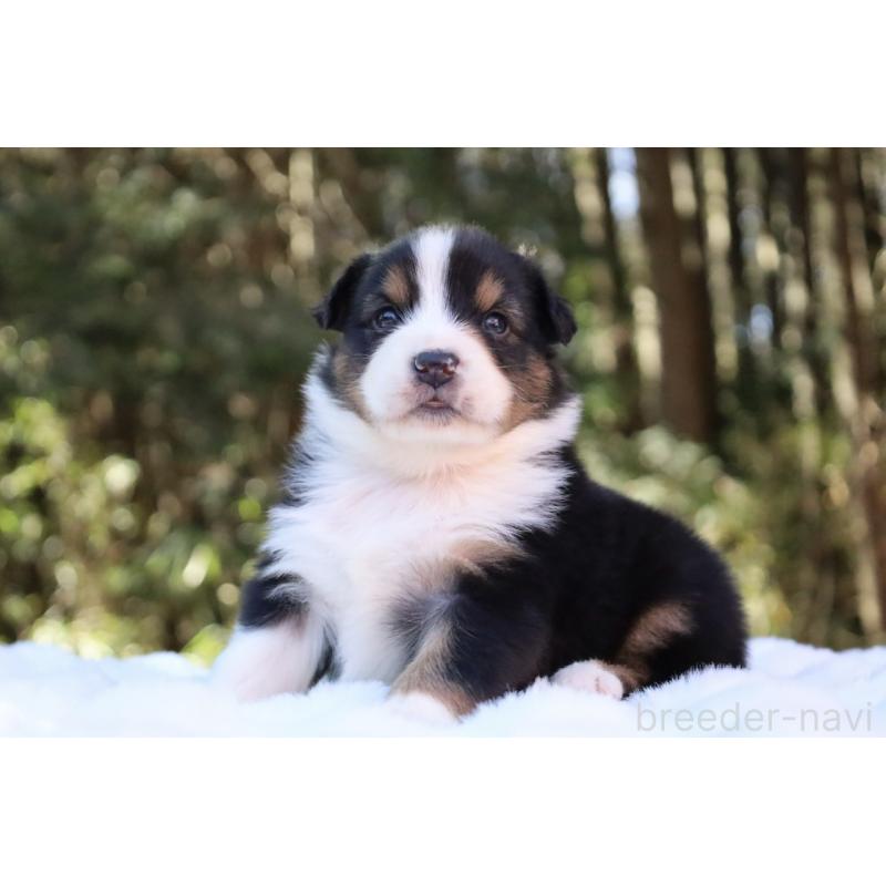 販売中の栃木県のオーストラリアンシェパード-442216の13枚目