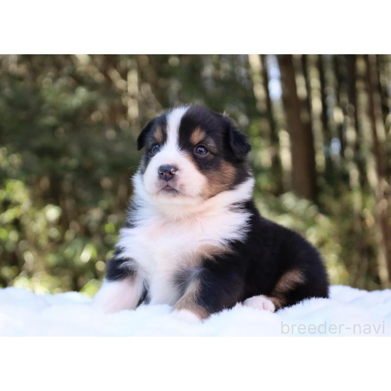 販売中の栃木県のオーストラリアンシェパード-442216の12枚目