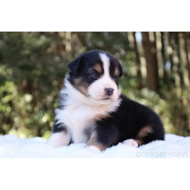 販売中の栃木県のオーストラリアンシェパード-442216の11枚目