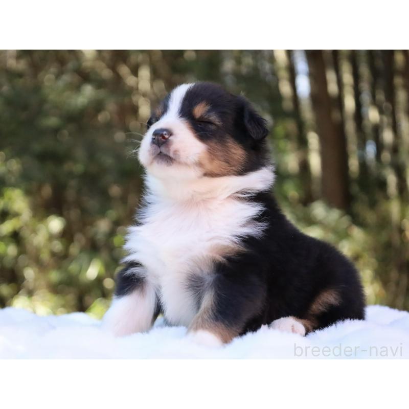 販売中の栃木県のオーストラリアンシェパード-442216の10枚目