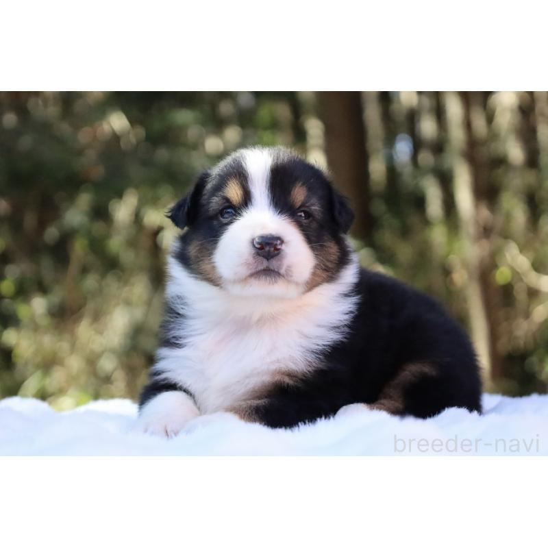 販売中の栃木県のオーストラリアンシェパード-442216の9枚目