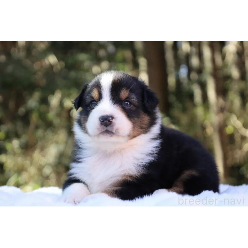 販売中の栃木県のオーストラリアンシェパード-442216の8枚目