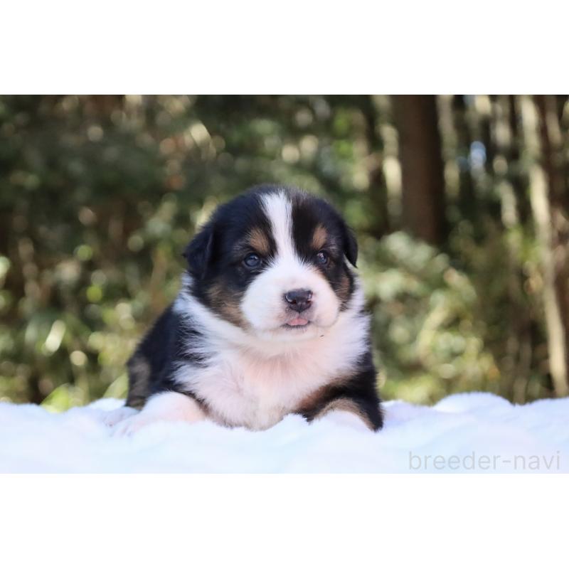 販売中の栃木県のオーストラリアンシェパード-442216の6枚目