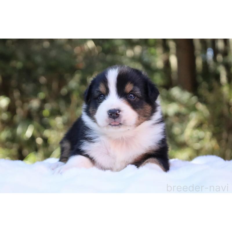 販売中の栃木県のオーストラリアンシェパード-442216の5枚目