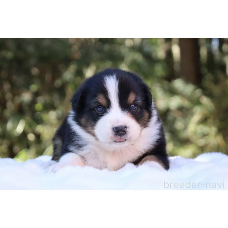 販売中の栃木県のオーストラリアンシェパード-442216の4枚目