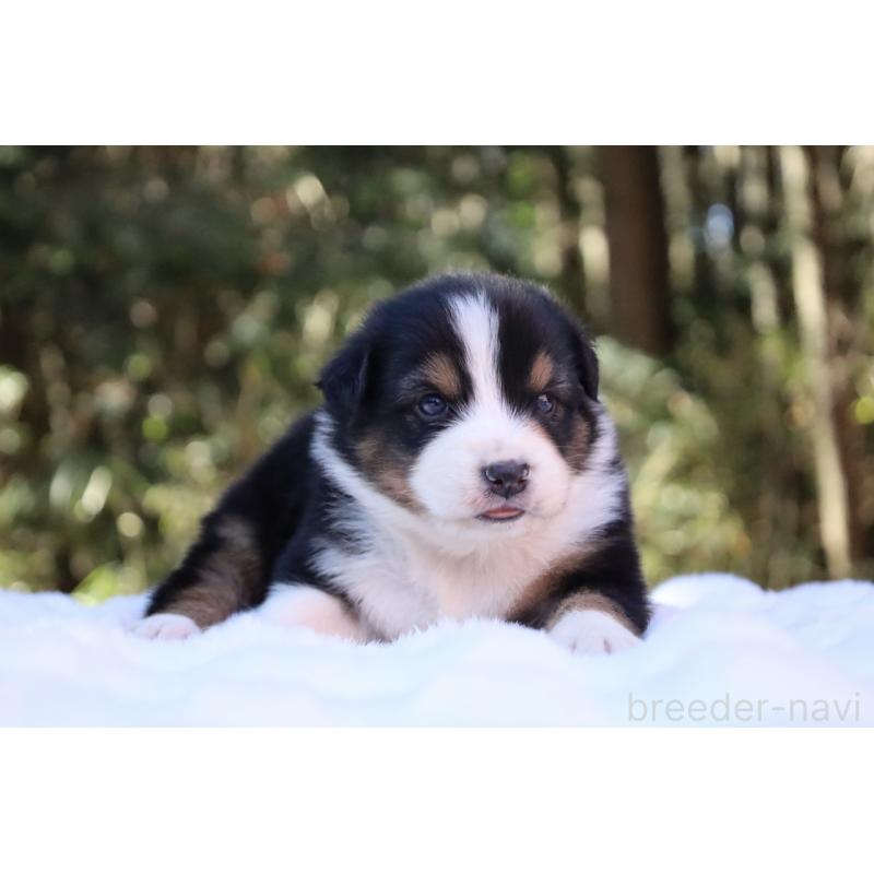 販売中の栃木県のオーストラリアンシェパード-442216の3枚目