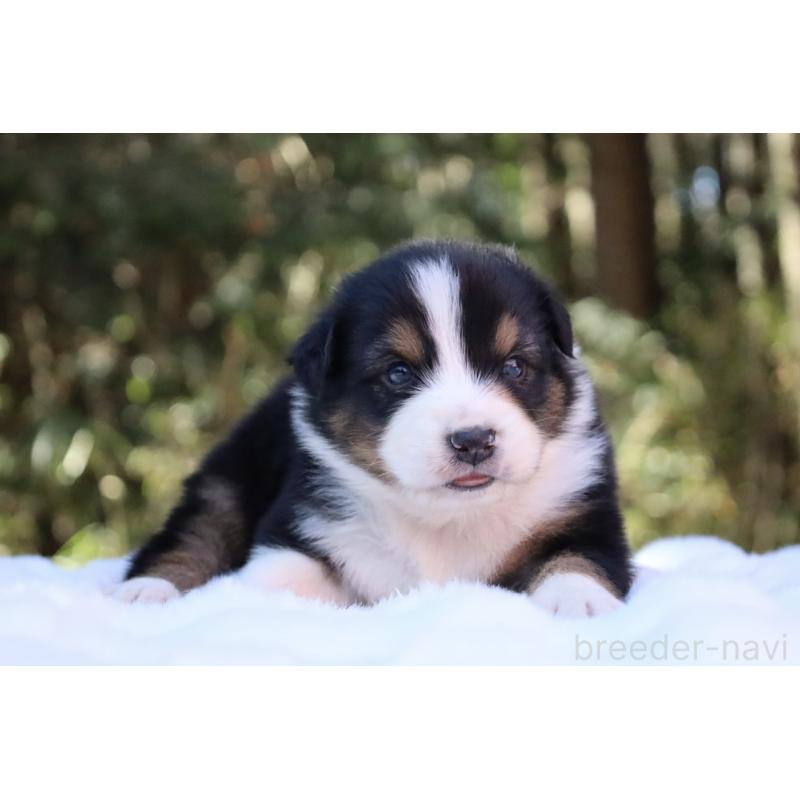 販売中の栃木県のオーストラリアンシェパード-442216の2枚目