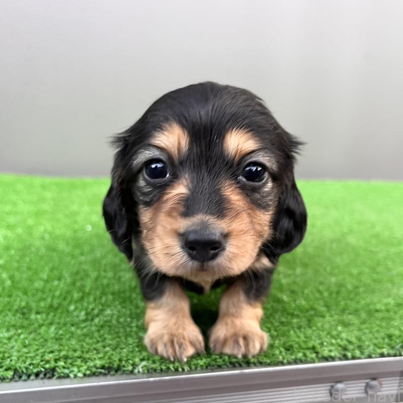 販売中の兵庫県のカニンヘンダックスフンド(ロングヘアード)-442215