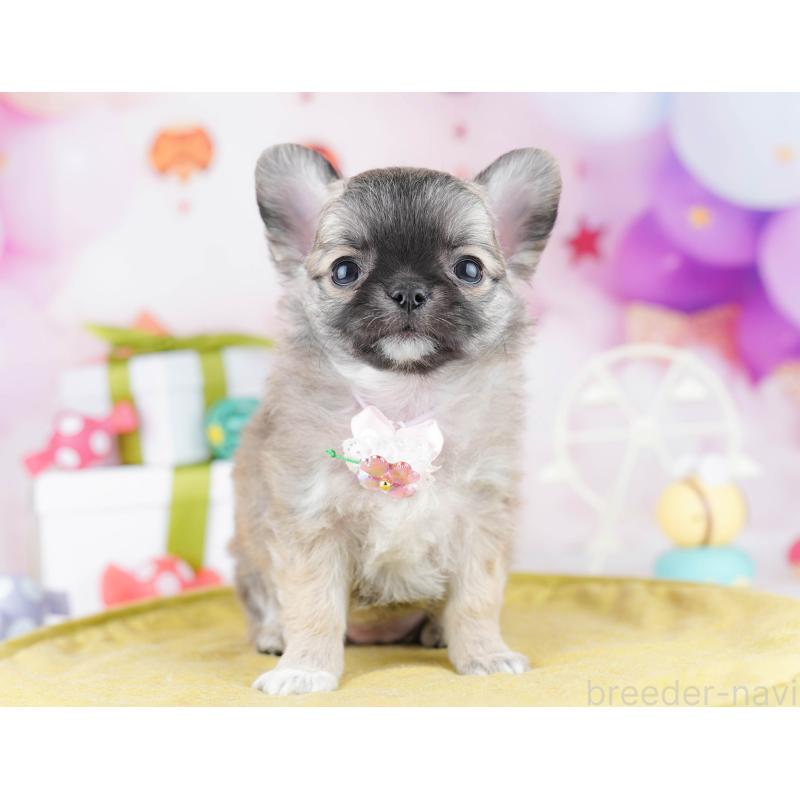 販売中の東京都のチワワ(ロングコート)-442218の1枚目