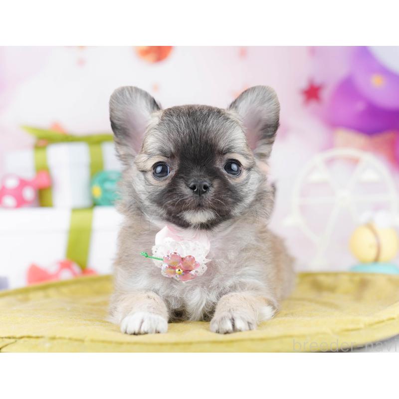 販売中の東京都のチワワ(ロングコート)-442218の6枚目