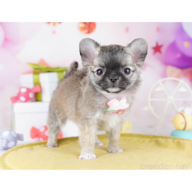 販売中の東京都のチワワ(ロングコート)-442218の5枚目