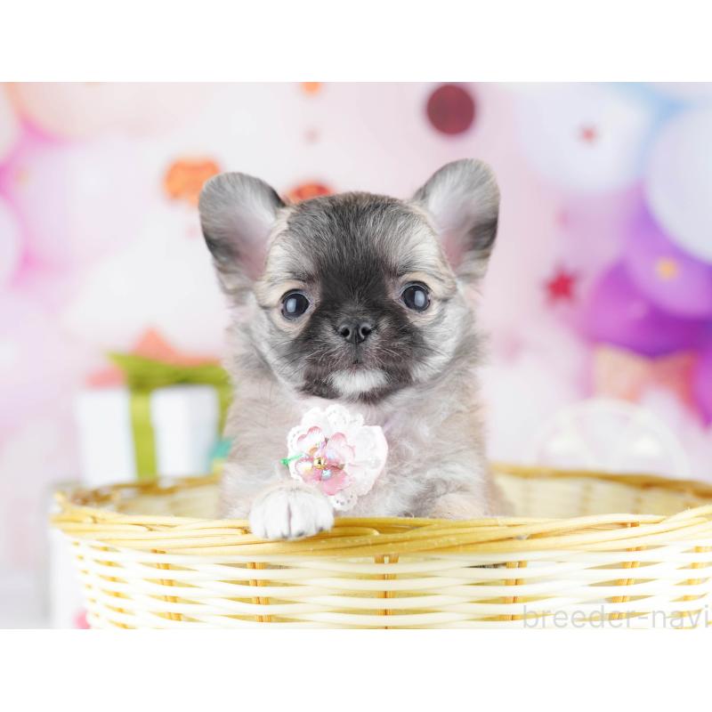 販売中の東京都のチワワ(ロングコート)-442218の3枚目