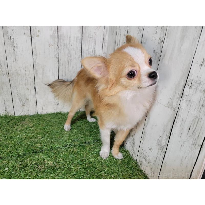 販売中の三重県のチワワ(ロングコート)-392841の5枚目