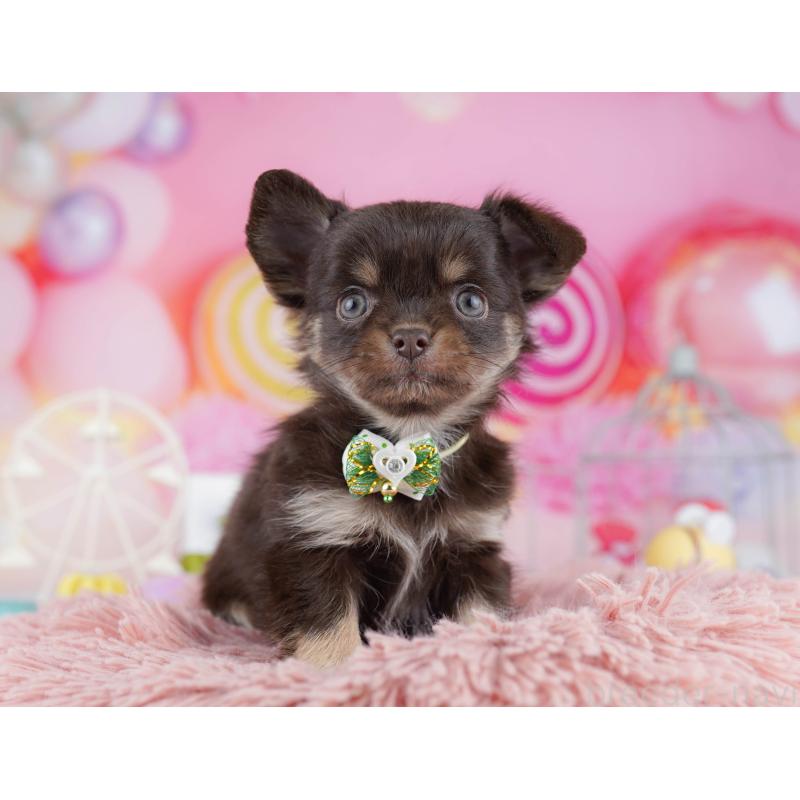 販売中の東京都のチワワ(ロングコート)-442219の1枚目