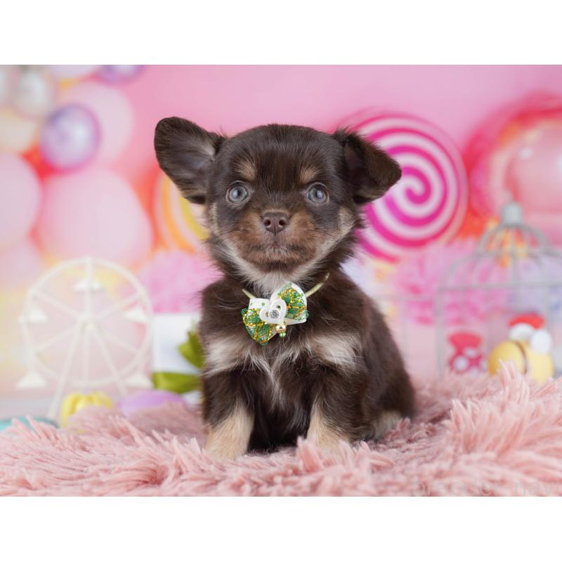 販売中の東京都のチワワ(ロングコート)-442219の6枚目