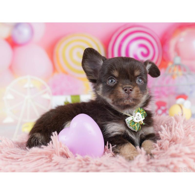 販売中の東京都のチワワ(ロングコート)-442219の5枚目