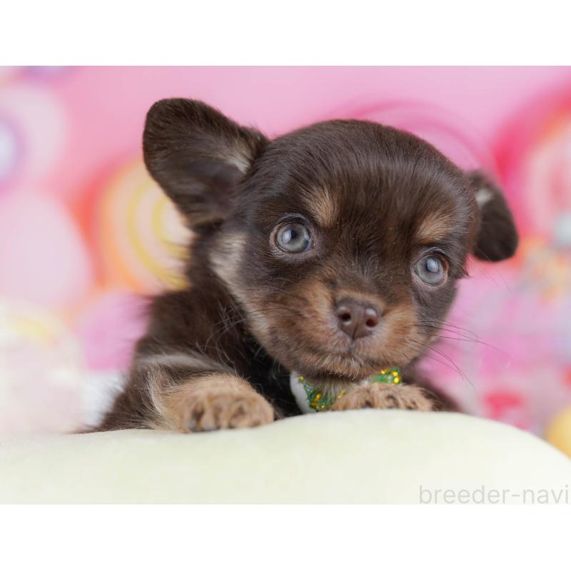 販売中の東京都のチワワ(ロングコート)-442219の4枚目