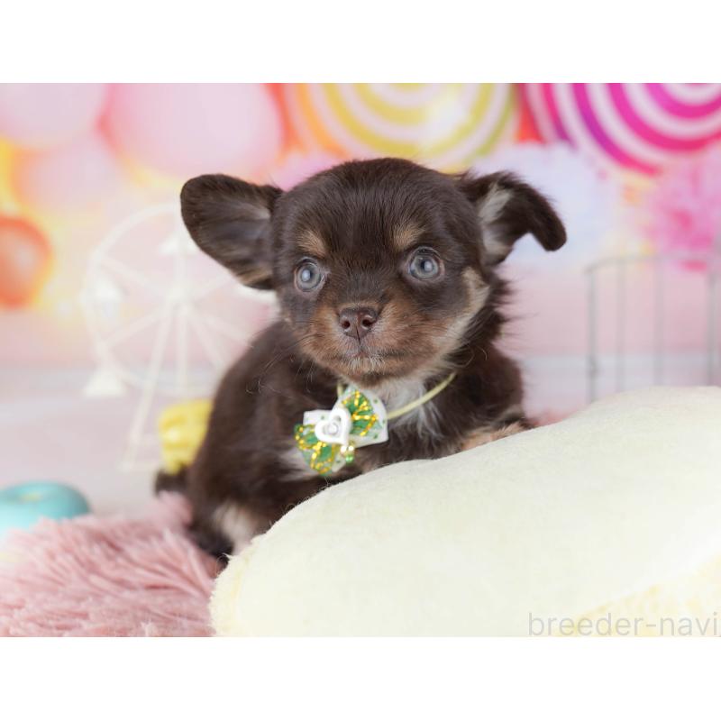 販売中の東京都のチワワ(ロングコート)-442219の3枚目