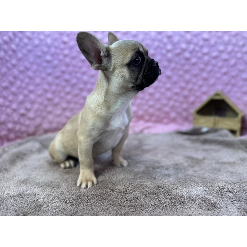 販売中の茨城県のフレンチブルドッグ-442217の12枚目