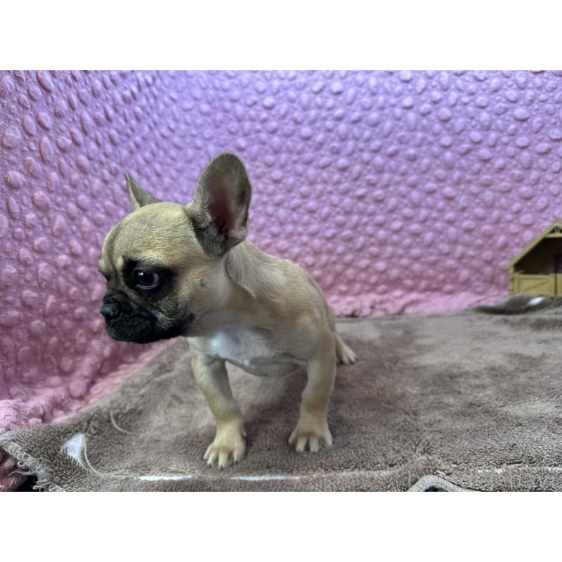 販売中の茨城県のフレンチブルドッグ-442217の11枚目