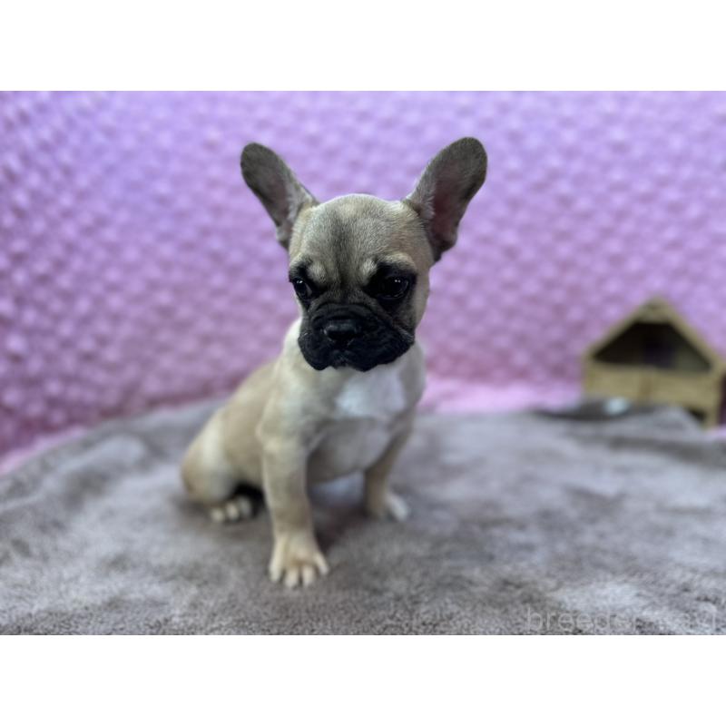 販売中の茨城県のフレンチブルドッグ-442217の10枚目