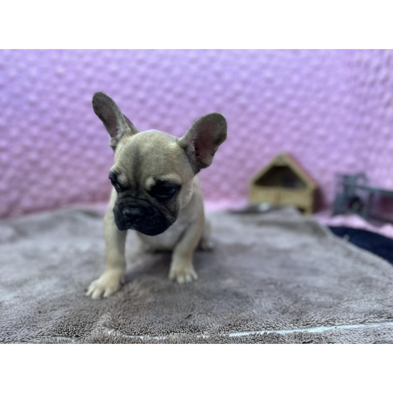 販売中の茨城県のフレンチブルドッグ-442217の9枚目