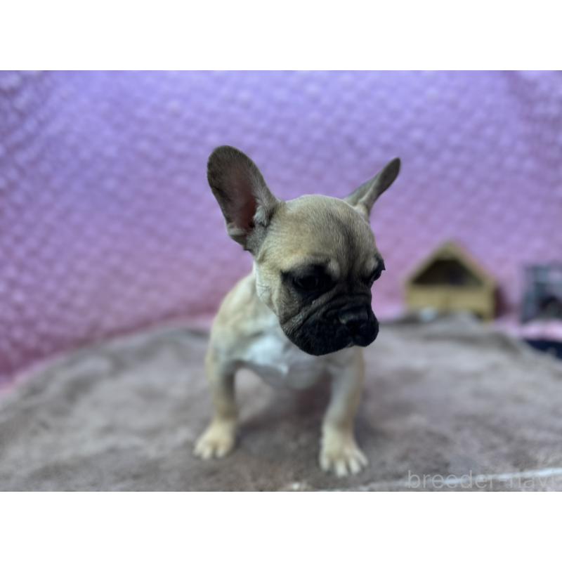 販売中の茨城県のフレンチブルドッグ-442217の8枚目