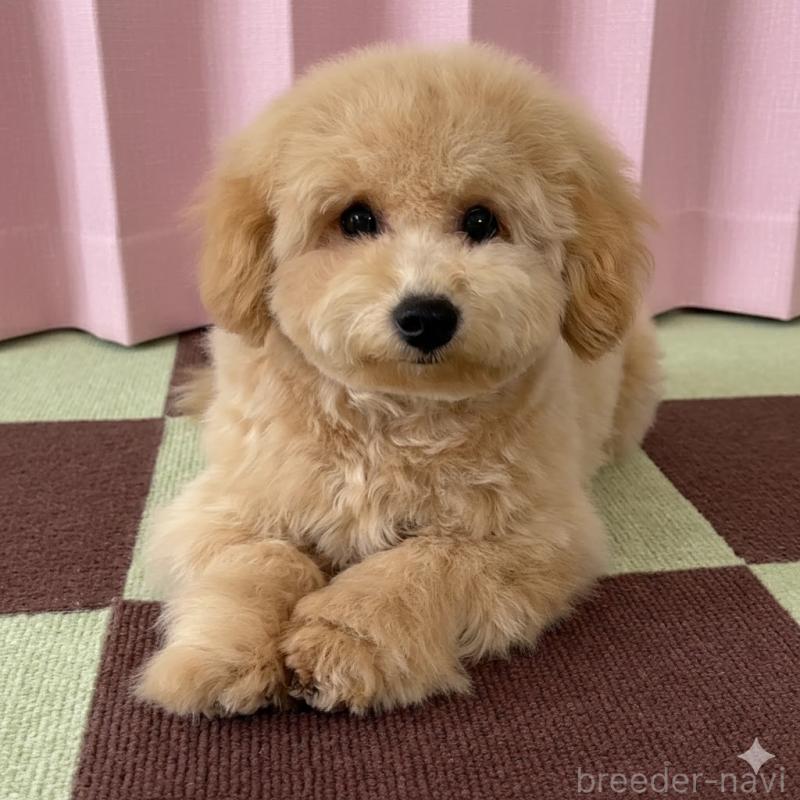 商談中の栃木県のビションプー:ビションフリーゼ×トイプードル-414812の4枚目