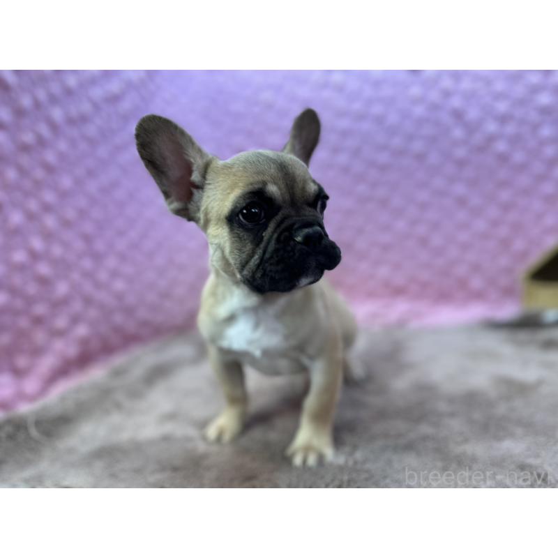 販売中の茨城県のフレンチブルドッグ-442217の7枚目