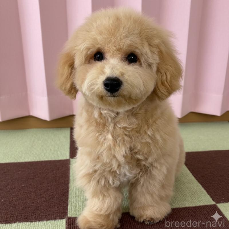 販売中の栃木県のビションプー:ビションフリーゼ×トイプードル-414812