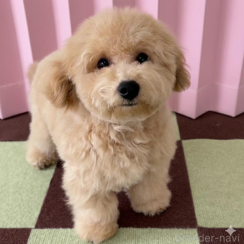 商談中の栃木県のビションプー:ビションフリーゼ×トイプードル-414812の3枚目