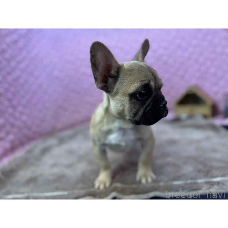 販売中の茨城県のフレンチブルドッグ-442217の6枚目
