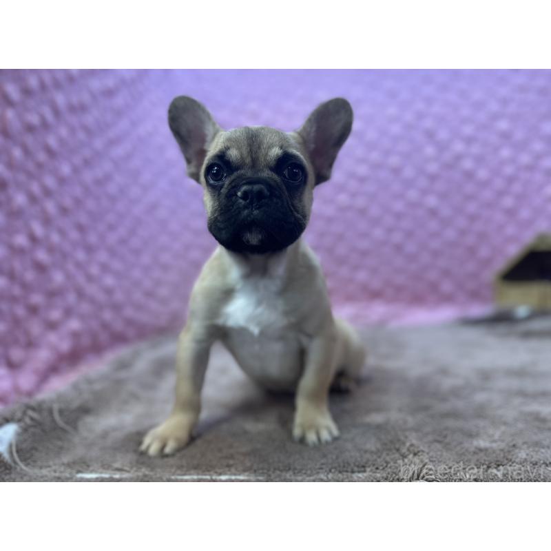販売中の茨城県のフレンチブルドッグ-442217の5枚目