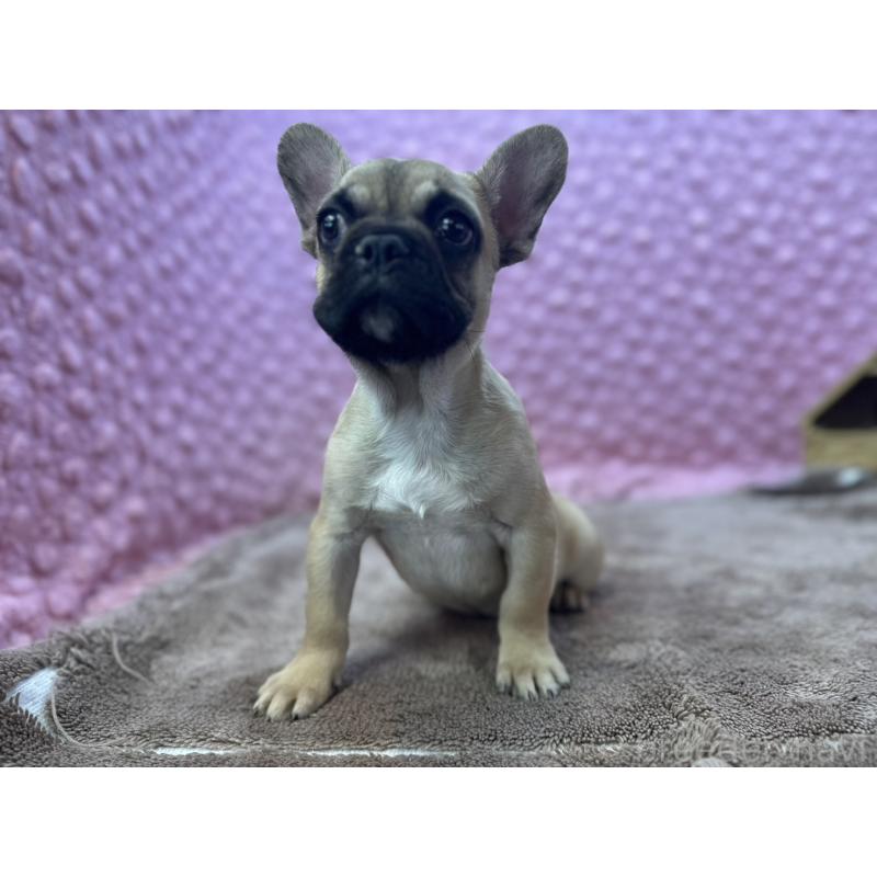 販売中の茨城県のフレンチブルドッグ-442217の4枚目