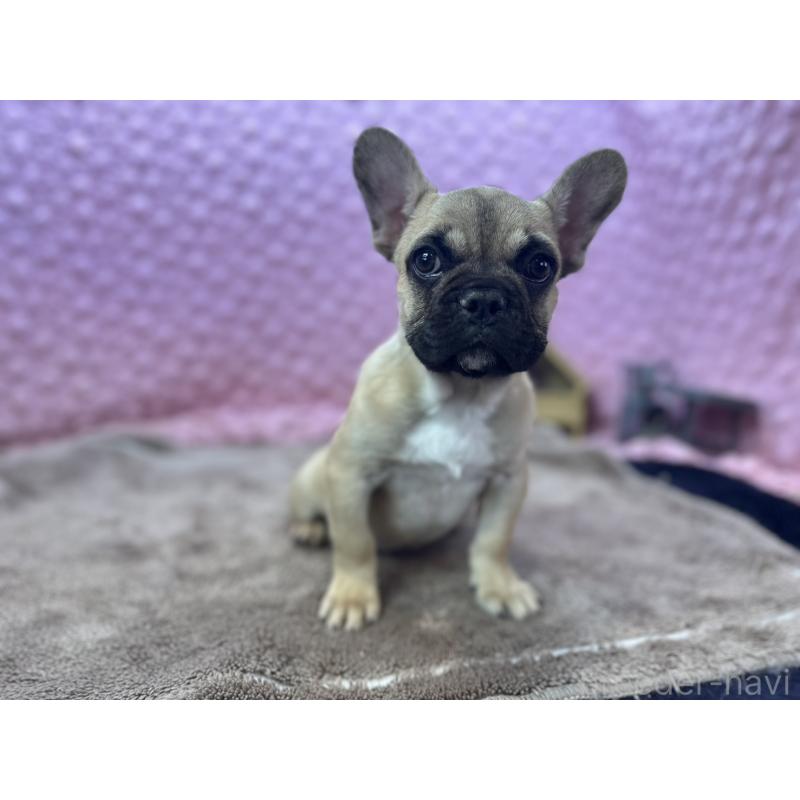 販売中の茨城県のフレンチブルドッグ-442217の1枚目