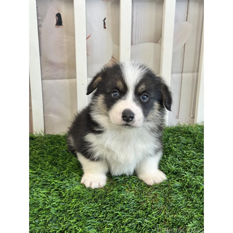 販売中の茨城県のウェルシュコーギーペンブローク-439661の5枚目