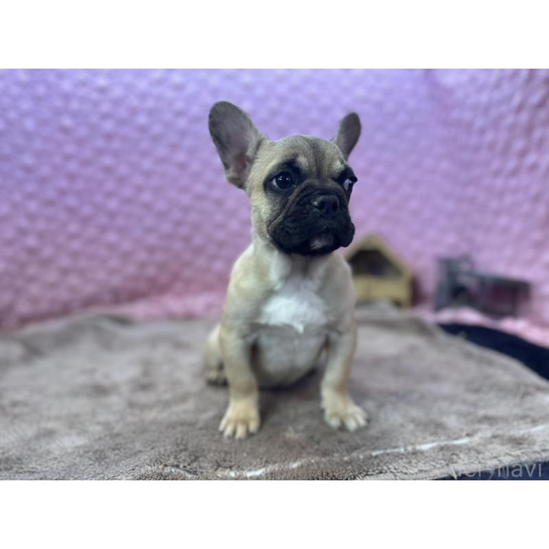 販売中の茨城県のフレンチブルドッグ-442217の2枚目